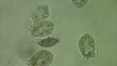 Un siglo dedicado al Oc�ano / La fuente de los prodigios