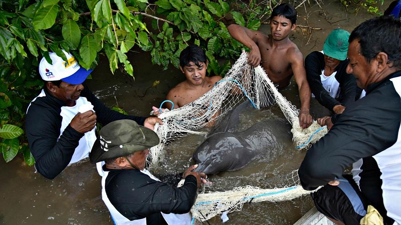 Satélites para seguir a los vulnerables delfines rosados de la Amazonía