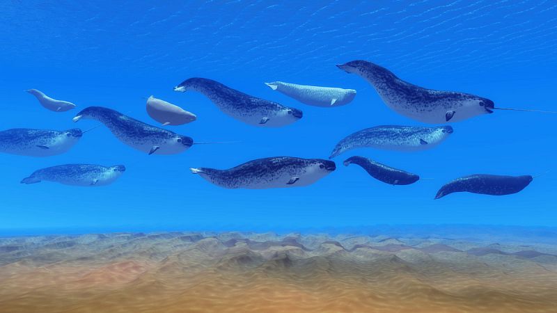 La actividad humana en el Ártico provoca respuestas extremas en las ballenas narvales