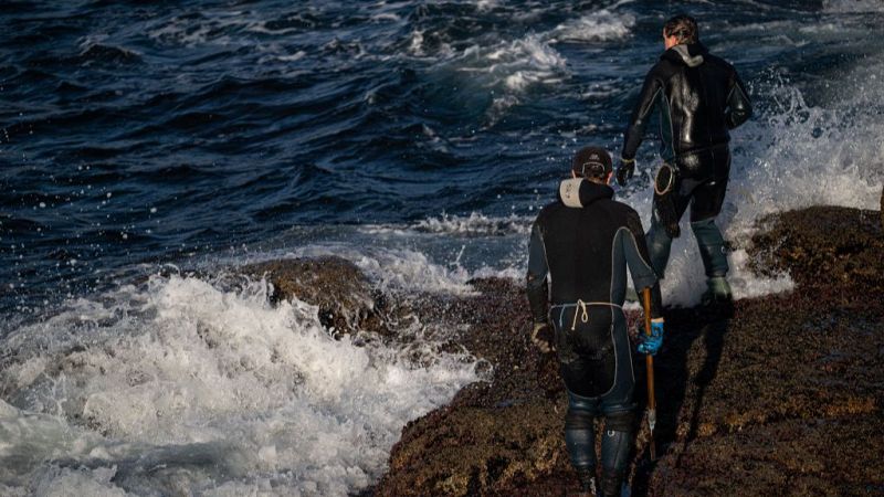 Los percebeiros de la Costa da Morte critican el exceso de burocracia para realizar su trabajo: "Nos complica más la vida"