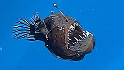 Avistamiento hist�rico del diablo negro