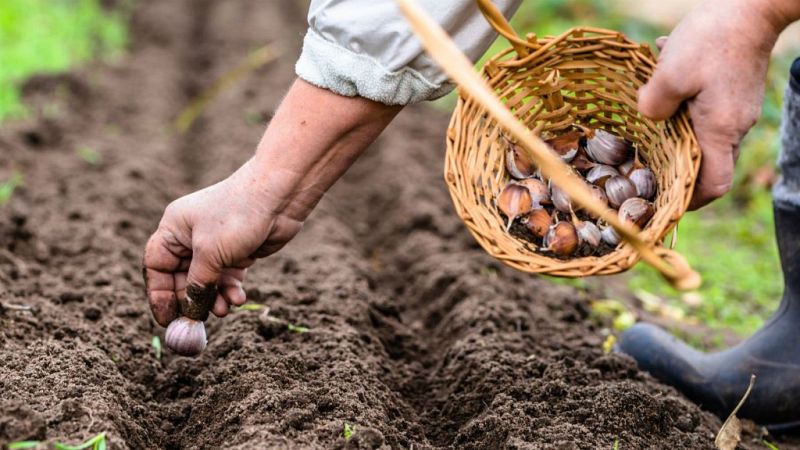 En diciembre también hay vida en el huerto: sembrando ajos, habas y guisantes