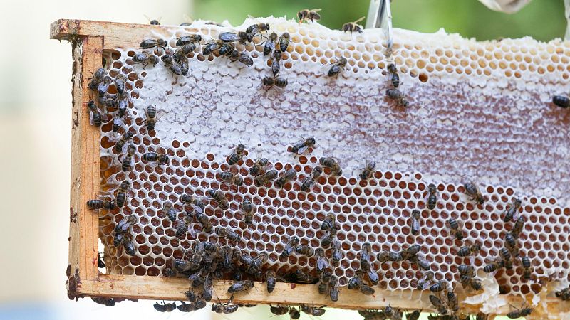 Galicia resucita la apicultura heroica de la Edad Media: queremos "conservar este patrimonio que es de todos"