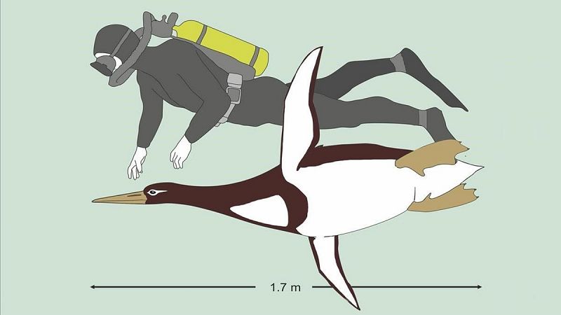 Pingüinos prehistóricos del tamaño de un hombre habitaron en Nueva Zelanda