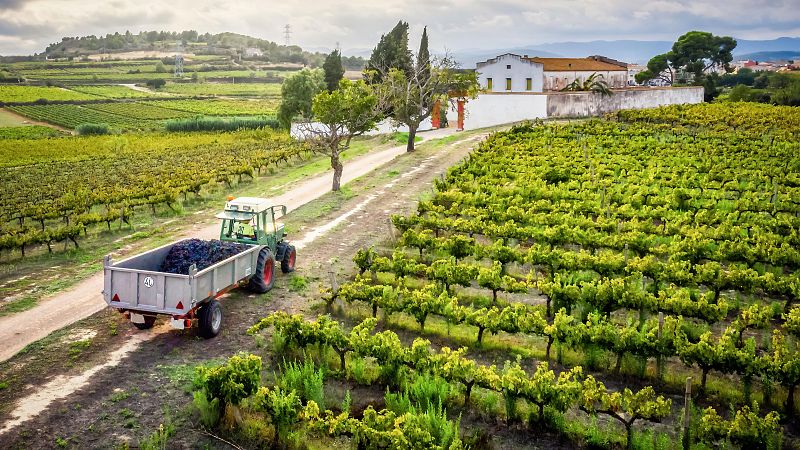 El campo español cambia su estructura: cae el número de explotaciones y quedan las de mayor tamaño