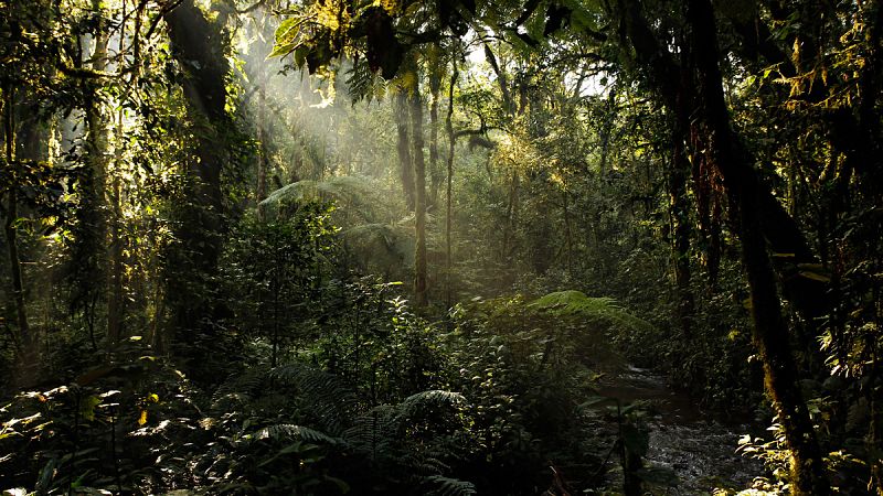 África ha perdido una quinta parte de sus bosques desde 1900