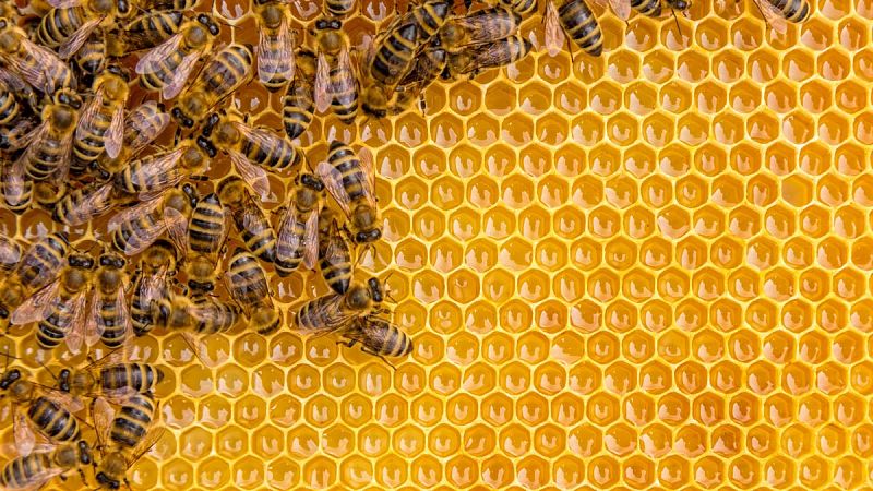 El cambio climático acorrala a las abejas
