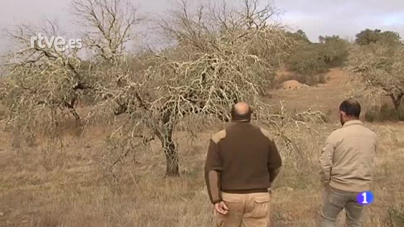 "La Seca": La enfermedad que acaba con la Dehesa