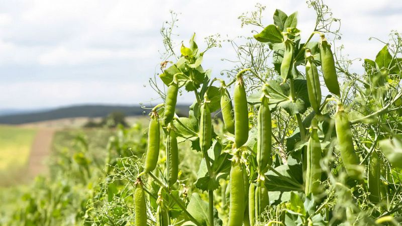 Sembrando habas y guisantes (segunda parte)