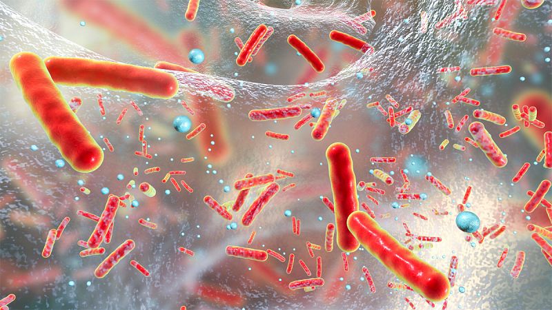 Científicos españoles descubren cómo las bacterias se hacen resistentes a los antibióticos