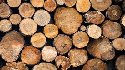 Las mañanas de RNE, con Josep Cuní - Los árboles como herramienta para conocer el clima de hace milenios - Escuchar ahora