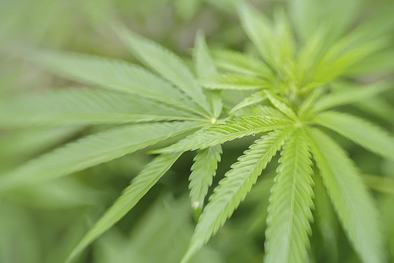 El TC rechaza que los clubes de cannabis puedan ser regulados por las CC.AA.