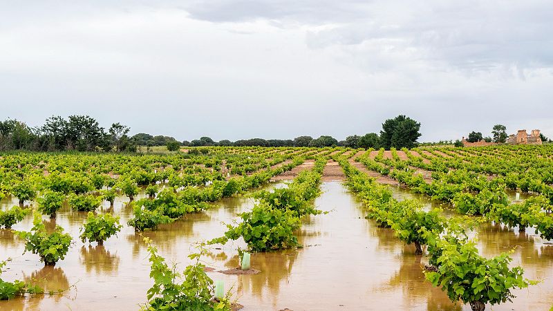 El temporal de lluvia provoca pérdidas en la agricultura: 12.000 hectáreas afectadas en Murcia, Andalucía y Valencia