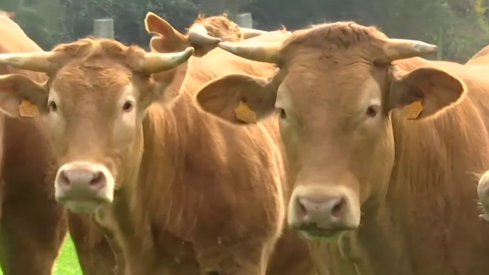 "Superman" compra vacas rubias en Galicia | Ver