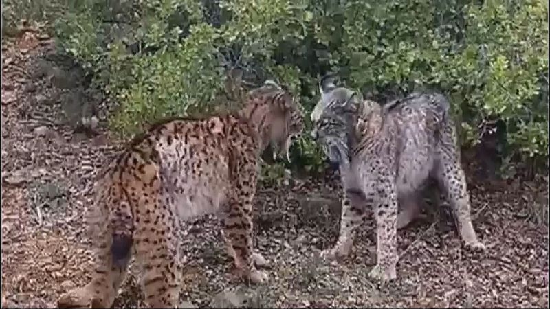 Graban a dos linces macho en una pelea a cabezazos por el territorio: "Es un comportamiento que usan bastante"