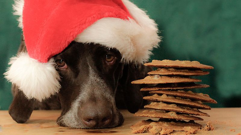 En Navidad, recuerda que a tu perro no le sienta bien el chocolate
