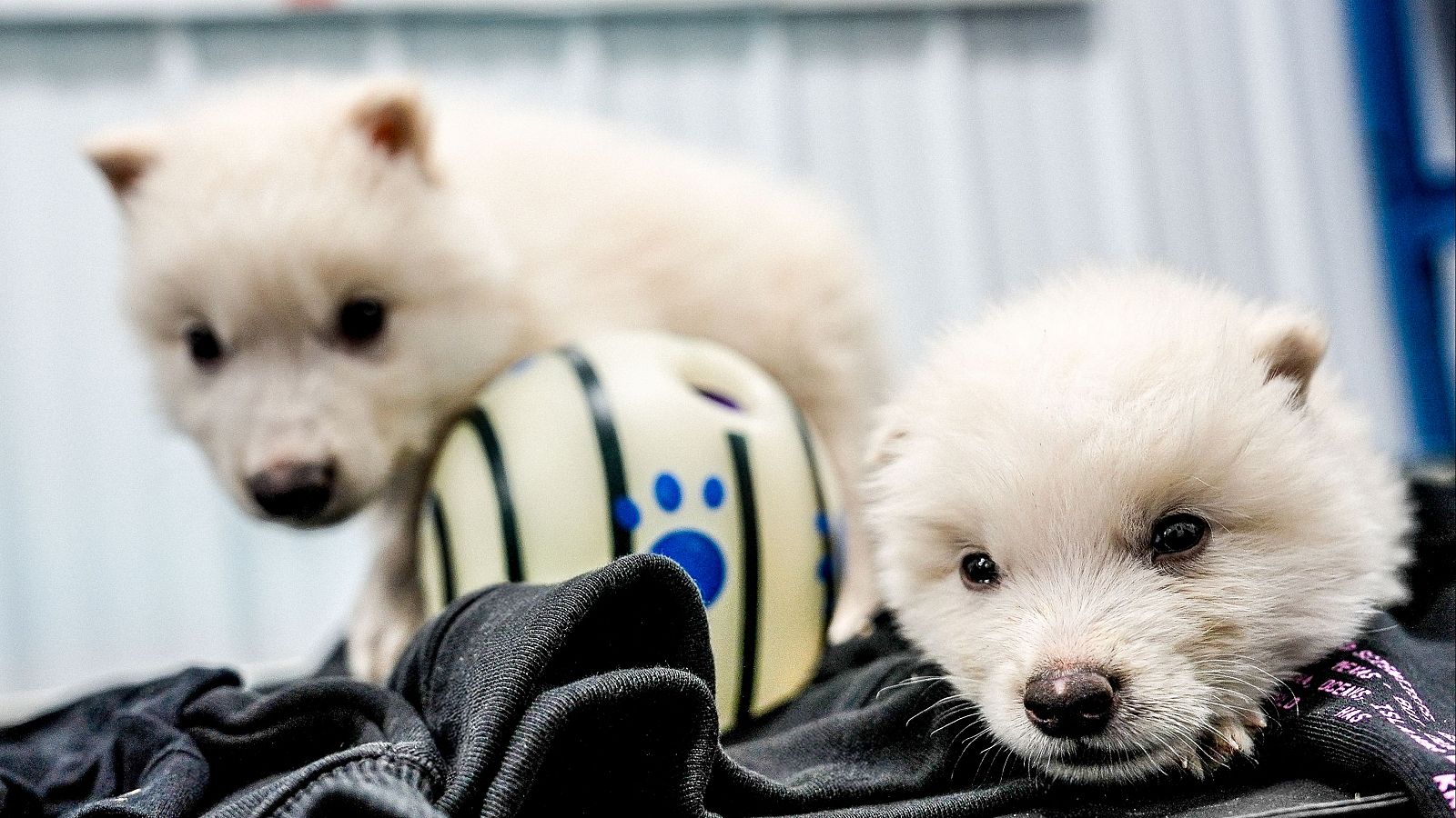 Una empresa presume de devolver a la vida a los lobos gigantes - Telediario 1 | Ver