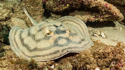 El acuario del mundo, la impresionante regeneración que puede salvarnos del fin del mundo