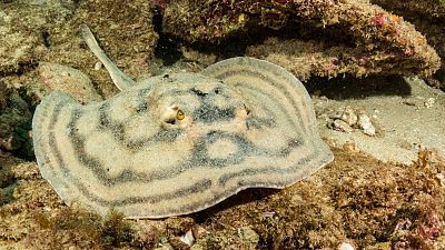 El acuario del mundo, la impresionante regeneracin que puede salvarnos del fin del mundo