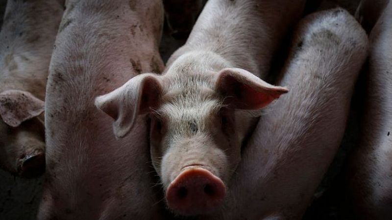 El sector porcí veu una oportunitat en la guerra d'aranzels de Trump