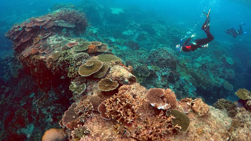 La frecuencia de blanqueamiento de arrecifes se ha quintuplicado en los últimos 30 años