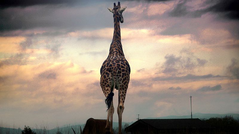Mueren las tres jirafas de Cabárceno al incendiarse la cabaña de su recinto