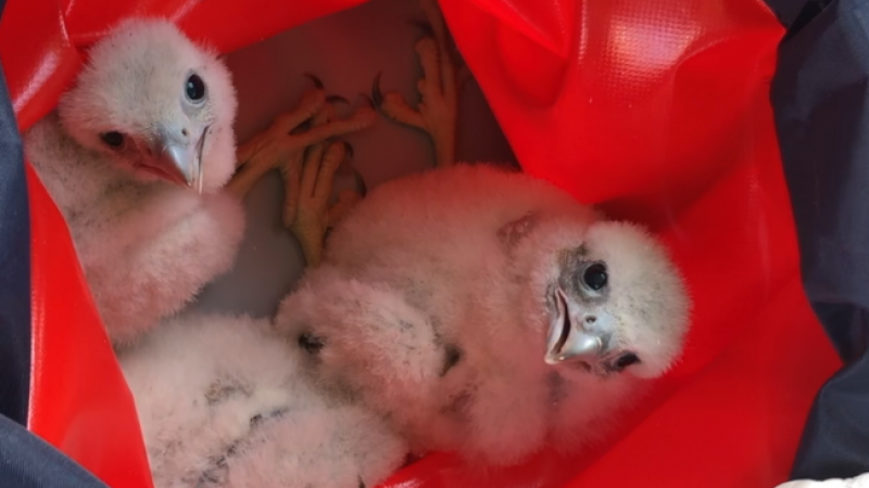 La ciudad de Madrid, un nuevo hogar para los halcones peregrinos