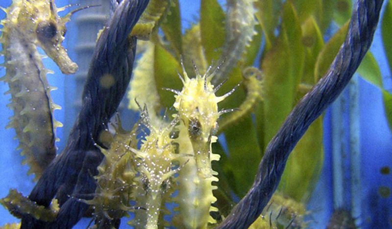 El Mar Menor se queda sin caballitos de mar