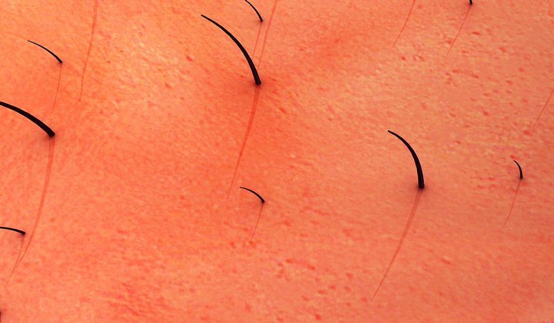 Científicos logran producir piel con pelo