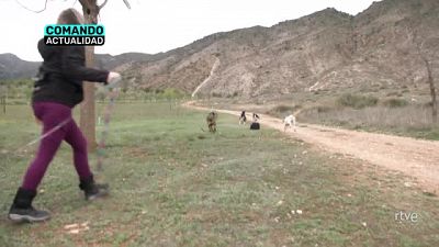 'Comando Actualidad' analiza la relacin de la ciudadana con sus mascotas en 'La vida perra'