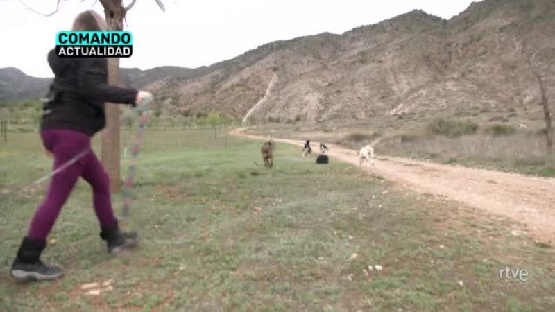 'Comando Actualidad' analiza la relación de la ciudadanía con sus mascotas en 'La vida perra'