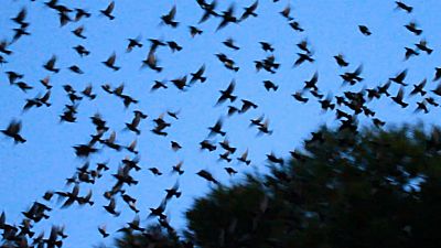 Las mañanas de RNE con Josep Cuní - Pájaros que establecen lazos de amistad para garantizar la supervivencia - Escuchar ahora