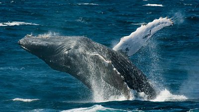 Las mañanas de RNE con Josep Cuní - El secreto detrás de la larga vida de las ballenas - Escuchar ahora
