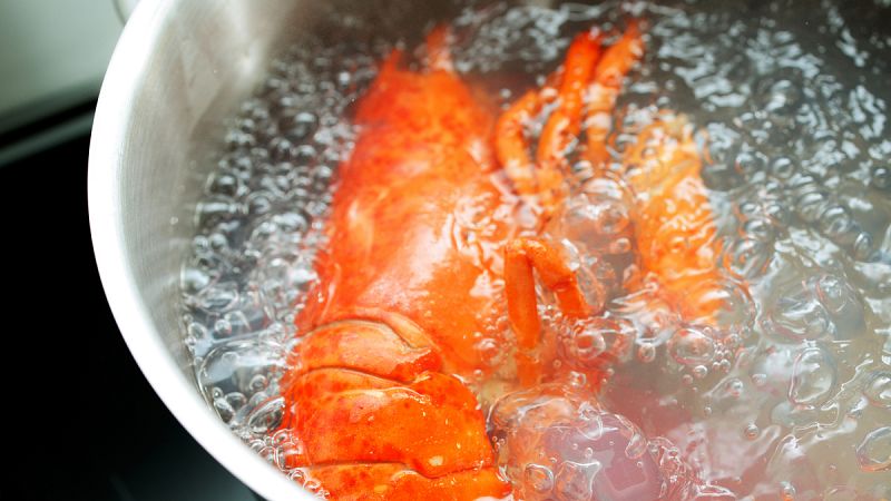 Suiza prohíbe cocinar las langostas tirándolas directamente al agua hirviendo