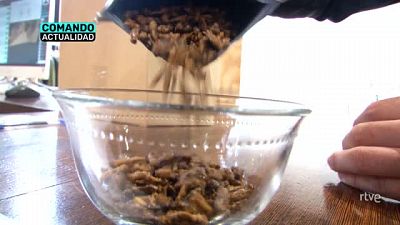 'Comando Actualidad' analiza el futuro de la alimentacin en 'Bichos que alimentan'