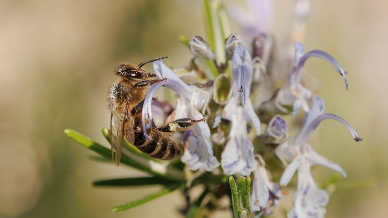 Zumbidos entre las ascuas: el poder de las abejas para restaurar zonas incendiadas