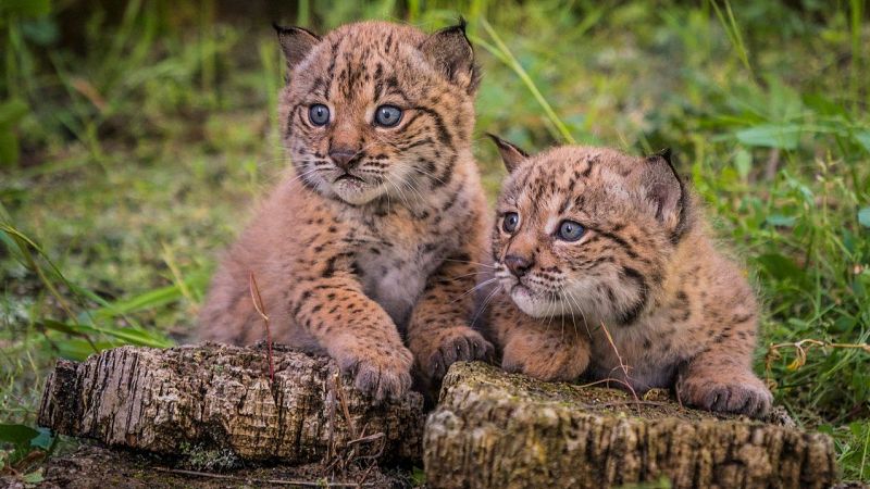 Rcord histrico de linces ibricos en 2024, con 2.401 ejemplares, un 19% ms que el ao anterior
