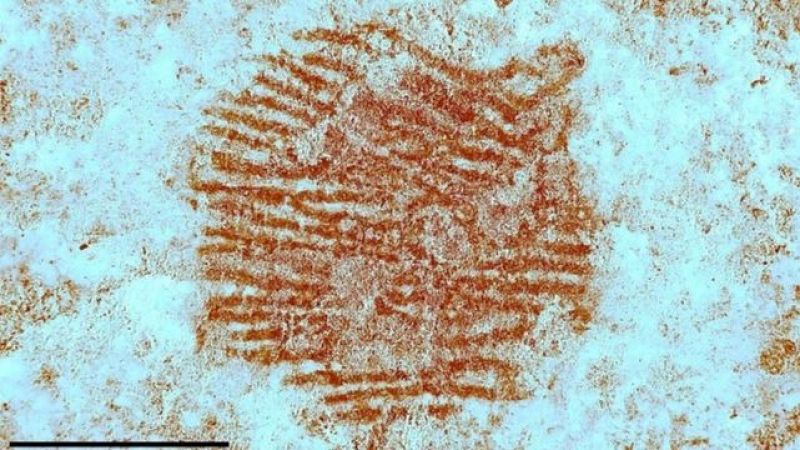 Hallada la huella dactilar de un neandertal, la ms antigua del mundo, de hace 43.000 aos