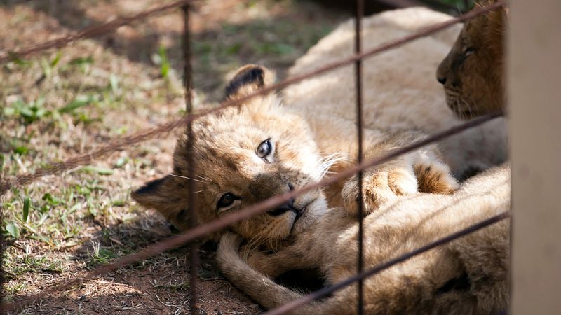 Un zoo de Suecia sacrifica nueve cachorros de león sanos por falta de espacio