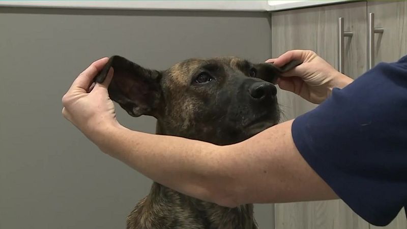 Com evitar que les mascotes pateixin un cop de calor