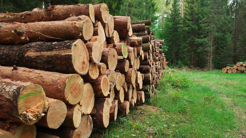 Los bosques europeos se han reducido un 50% en 6.000 años