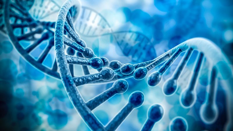 La colocación del genoma influye en el destino y función de las células