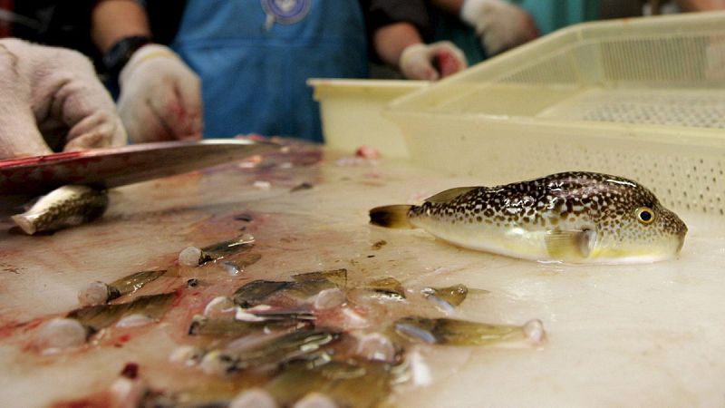 Una ciudad japonesa, en alerta por la venta de pez globo que podría ser mortal