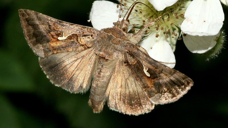 Alerta por la plaga de polillas gigantes: es ms peligroso el insecticida o el propio insecto?