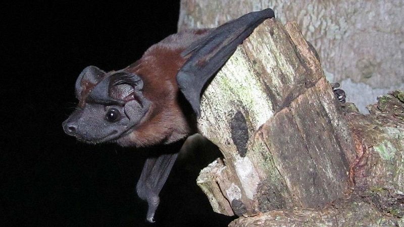 Descubren dos nuevas especies de murciélagos en Panamá y Ecuador