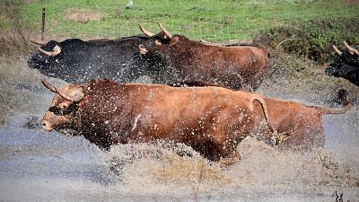 Varios toros de La Palmosilla