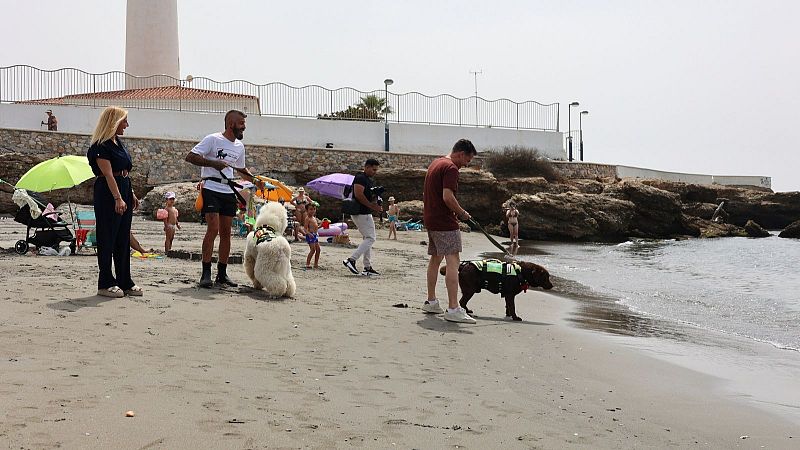 Un equipo de perros compuesto por labradores y un caniche socorre la playa de Las Lindes en Torrox, Mlaga