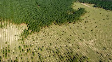 Reforestacin de un bosque en Brasil