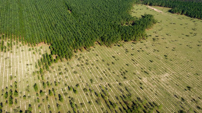 Reforestacin de un bosque en Brasil