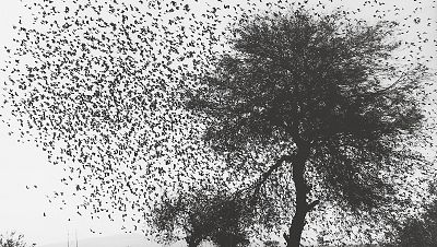 Graciela Iturbide refleja la luz de Mxico: "La fotografa es mi ritual en la vida y mi pasin"